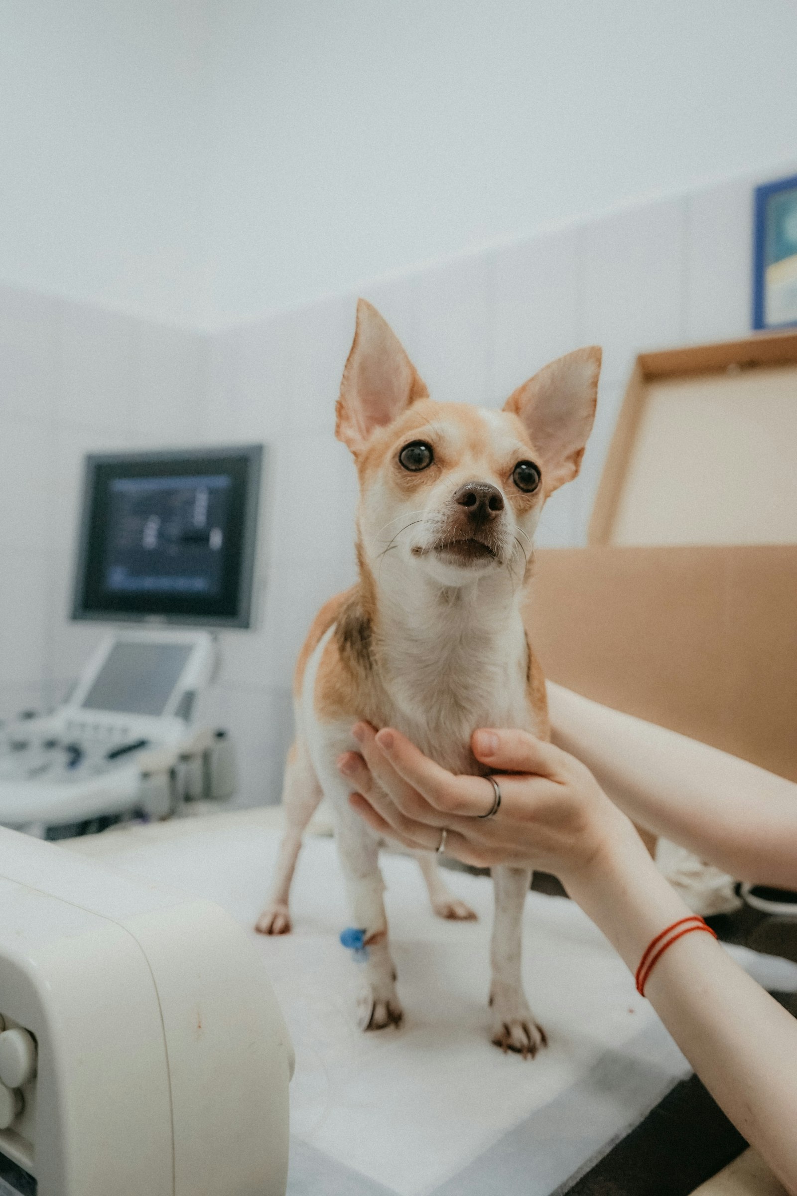 A small dog held gently on an examination table