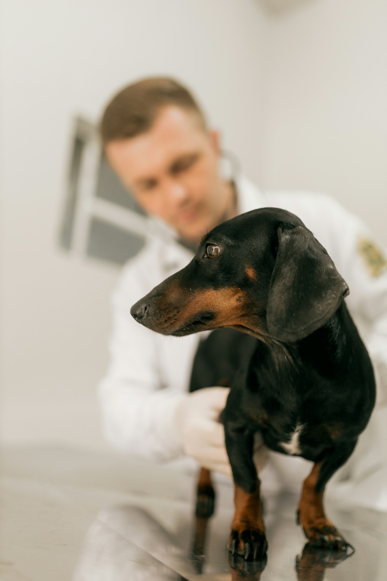A dachshund being examined by a veterinarian